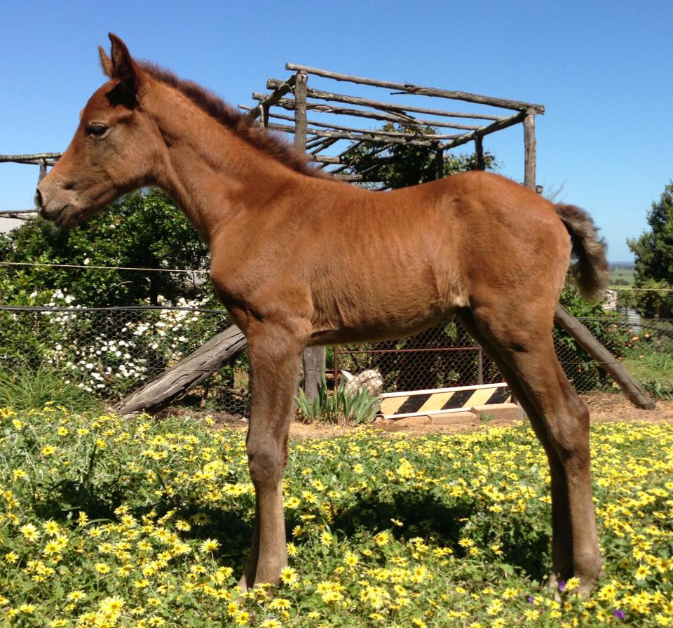 Frahaven Jazmin Australian Andalusian